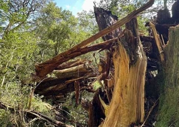 snowy pine symbol 3 000 years old causes red alert super storm 136524