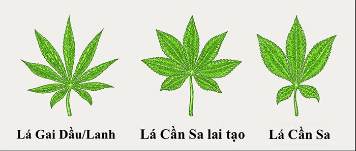 Distinguishing hemp and cannabis leaves.