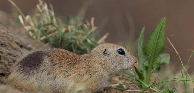 Mass death of Chinchilla squirrels is a dangerous signal of ecological change.