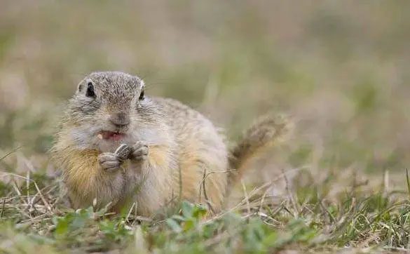 Chinchilla squirrels are small creatures