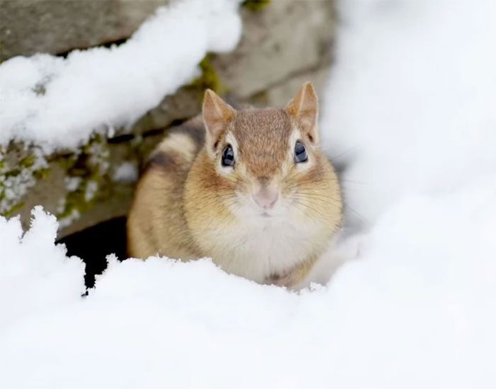 Eastern Chipmunk