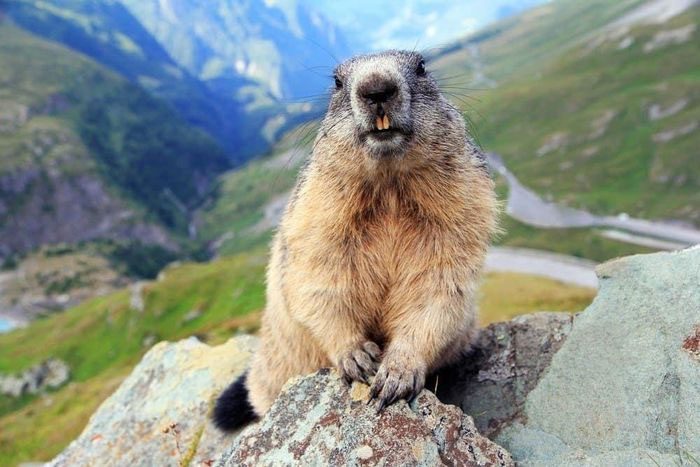 Giant Ground Squirrel