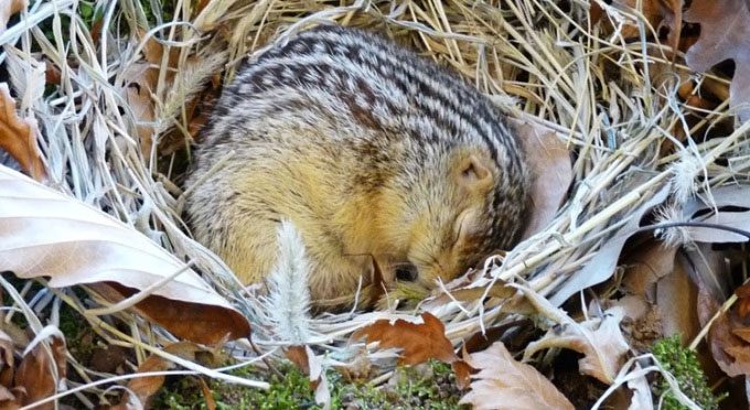 Striped ground squirrels have an extremely long hibernation period.