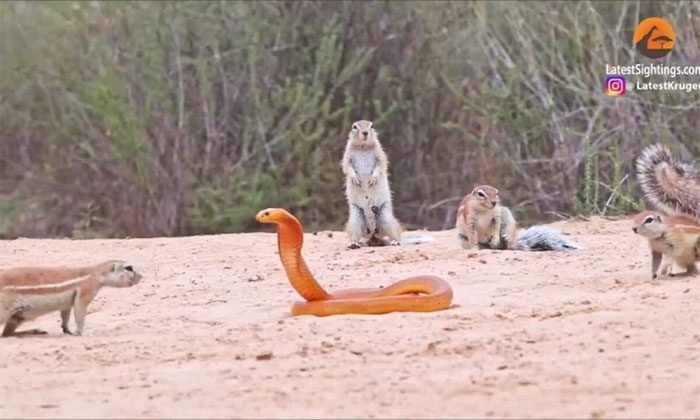 Ground squirrels trying to chase the cobra away from their underground burrows.