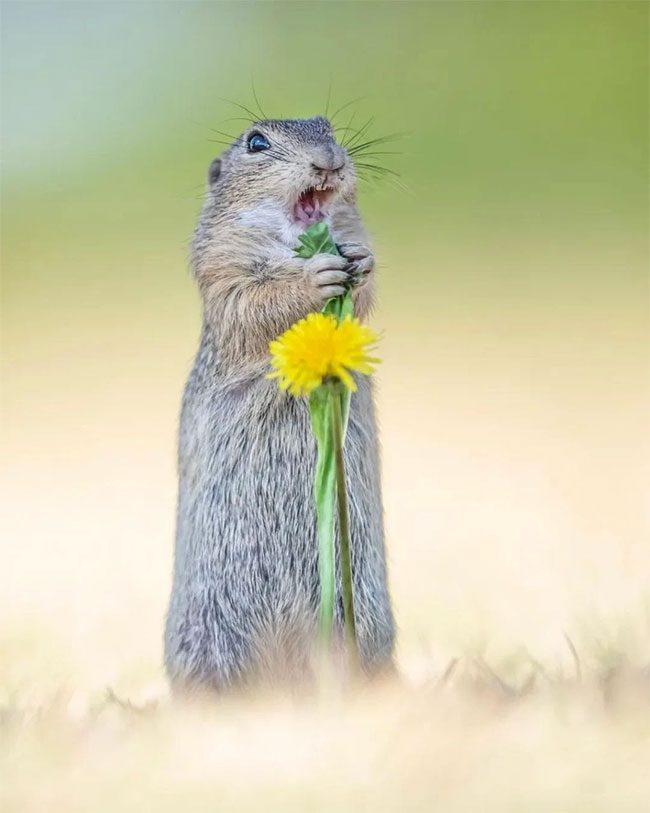 Ground squirrel