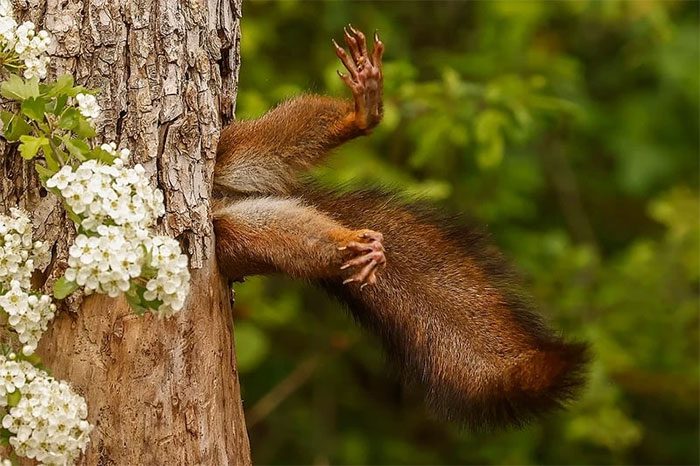 Stuck squirrel