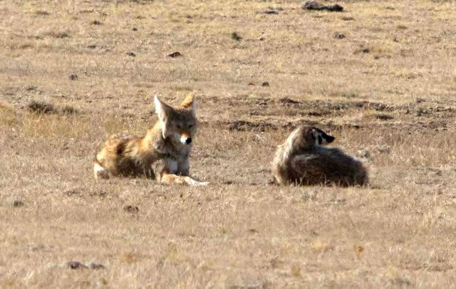 Prairie Wolf (Canis latrans) is a canid closely related to wolves and domestic dogs.