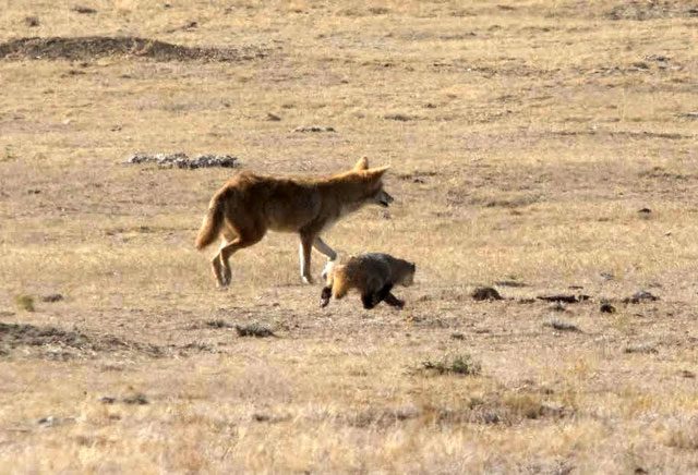 The honey badger is a short-legged omnivore in the weasel family.