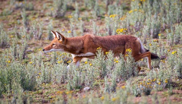 Ethiopian wolves are of medium size, equivalent to a large dog.