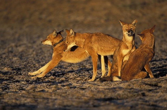 Ethiopian wolves primarily inhabit the Ethiopian highlands