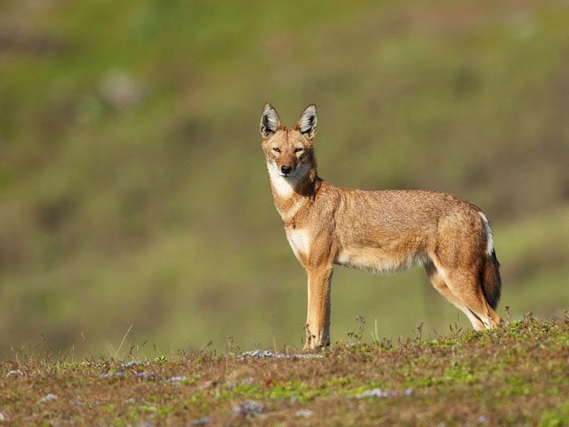 Ethiopian wolves primarily eat rodents such as mice and shrews.