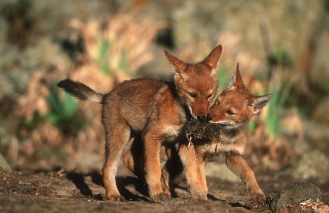 Ethiopian wolves live in small packs, usually ranging from 3 to 13 individuals