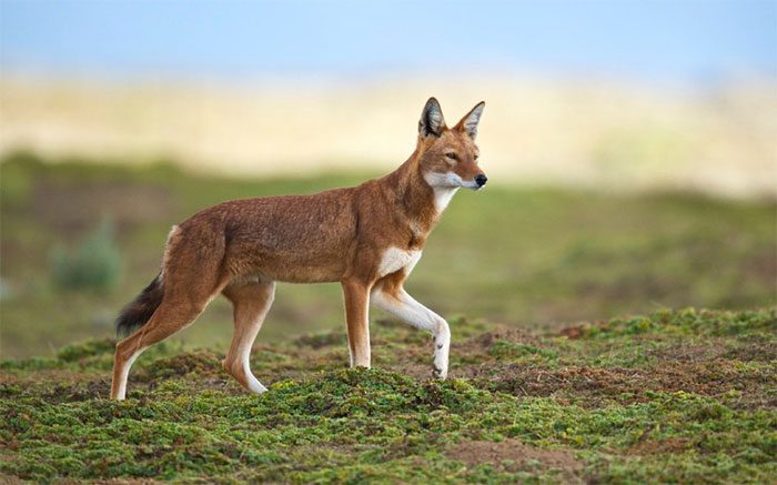 Ethiopian wolves