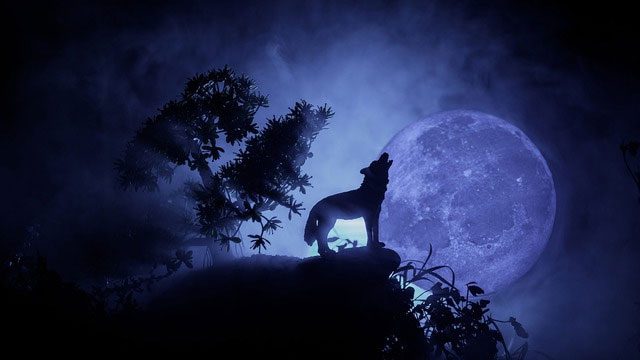 Wolves howling at the moon have become a popular symbol in popular culture.