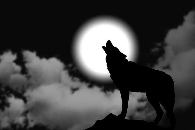 The truth is that there is no real correlation between wolf behavior and the lunar cycle.