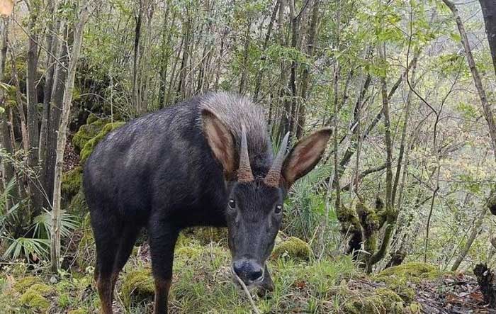 Curious black creature looking directly at the camera.