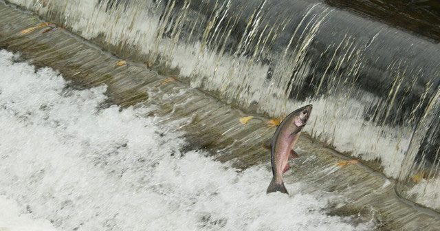 The Klamath River was once home to the third-largest salmon population in the U.S.