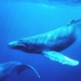 song video of the whale 63407