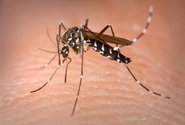 Dengue fever is transmitted by the Aedes Aegypti mosquito.