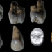 spain discovers teeth of 3 people not of our species 138038