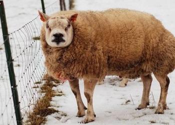 special sheep breed similar to sheep similar to dogs 69997