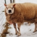 special sheep breed similar to sheep similar to dogs 69997