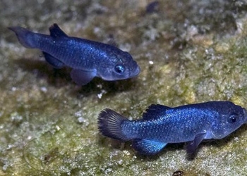 species fish endangered 37 species living in ho quy costs for conservation exceeding 90 billion vnd 120912