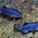 species fish endangered 37 species living in ho quy costs for conservation exceeding 90 billion vnd 120912