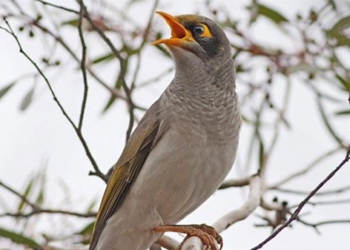 species of birds at risk of extinction due to mistaken love 121910