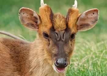 species of deer with an ominous face like an alien 126840