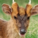 species of deer with an ominous face like an alien 126840