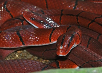 species of snake that is harmless but often dies unjustly due to being mistaken for a venomous one in vietnam 136372