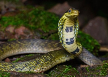 species of snake vohai but often dies unexpectedly due to aging 137292