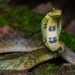 species of snake vohai but often dies unexpectedly due to aging 137292