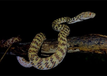 species of snakes only found on a small island of vietnam 137167