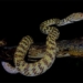 species of snakes only found on a small island of vietnam 137167