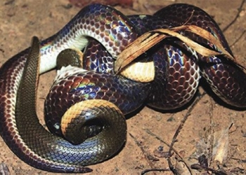 species of snakes that are cold to humans but have different characteristics from poisonous snakes 133893