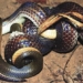 species of snakes that are cold to humans but have different characteristics from poisonous snakes 133893