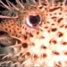 spiny pufferfish hystrix 1908