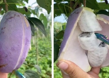 strange fruit similar to mango but purple on the outside like banana 115390