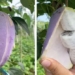 strange fruit similar to mango but purple on the outside like banana 115390