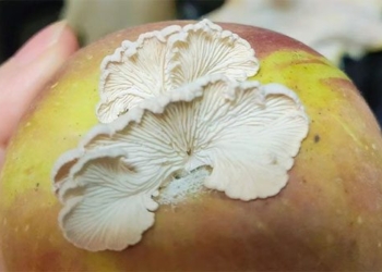 strange kiwi fruit mushroom extremely rare considered a specialty expert china seeking 135642