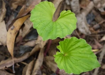 strange plant only has a single leaf in vietnam 123139