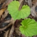 strange plant only has a single leaf in vietnam 123139