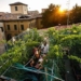 strange small garden worlds smallest only produces 29 bottles of wine per year but no one can drink 122986