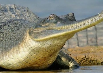 strange species of crocodile know how to call for their mate 137791