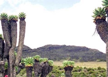 strange tree growing on the highest mountain in africa 114628