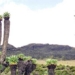 strange tree growing on the highest mountain in africa 114628