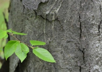 strange type of plant is named king wood as well as steel tube 130115