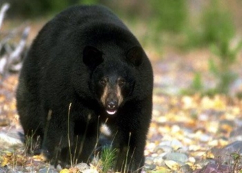 strange viruses attacking bears in california usa and making them more friendly to humans 136421